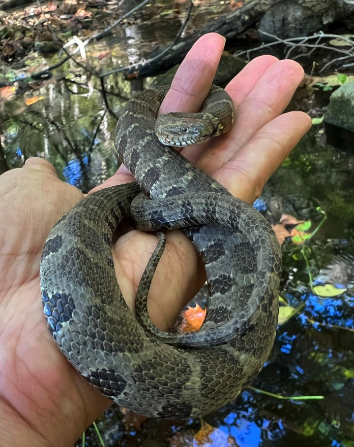 Midland Water Snake